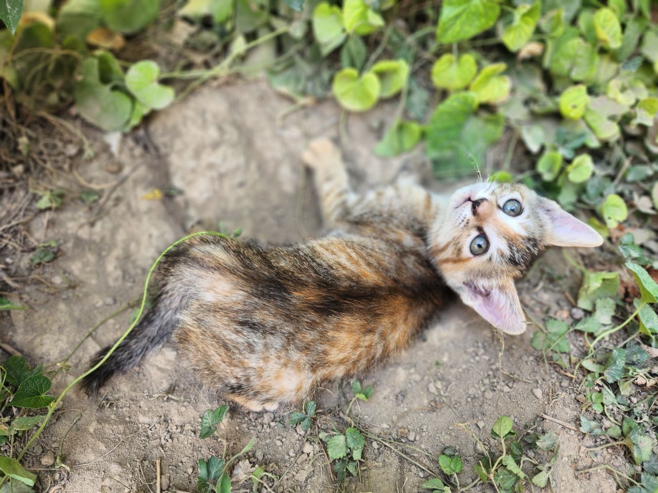 Милые котята ищут дом!