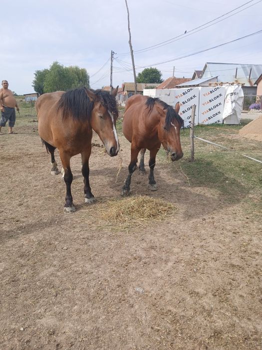 Două mînze de vînzare