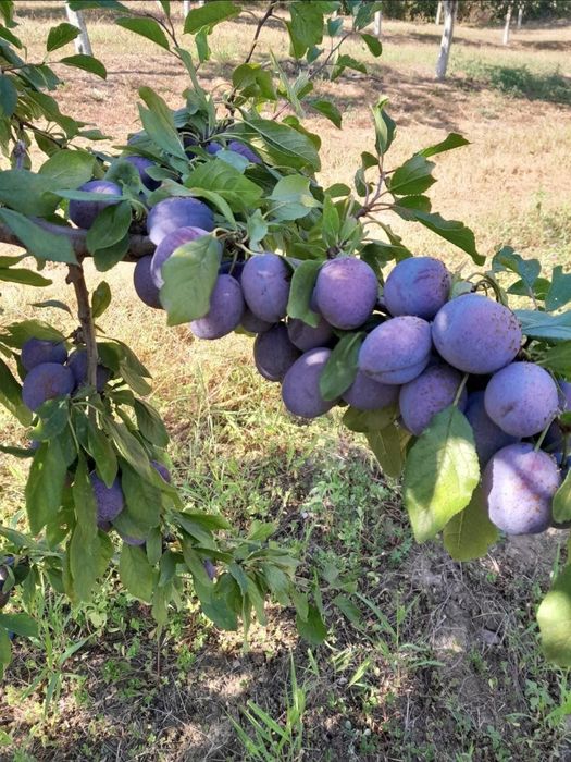 Vând prune pentru țuică