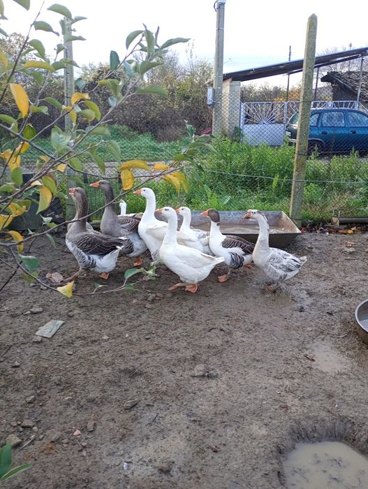 Продавам  - гъски