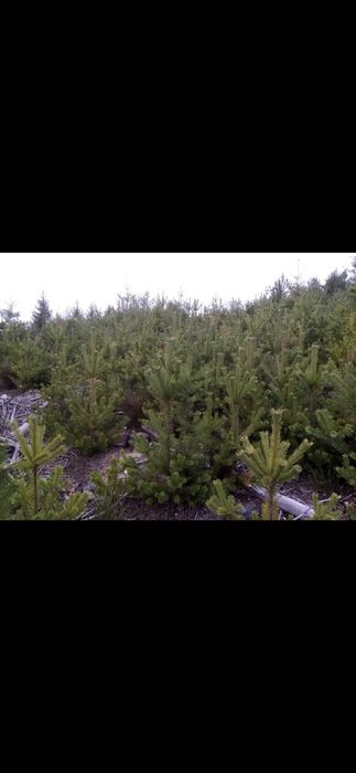 Коледни елхи, коледно дърво