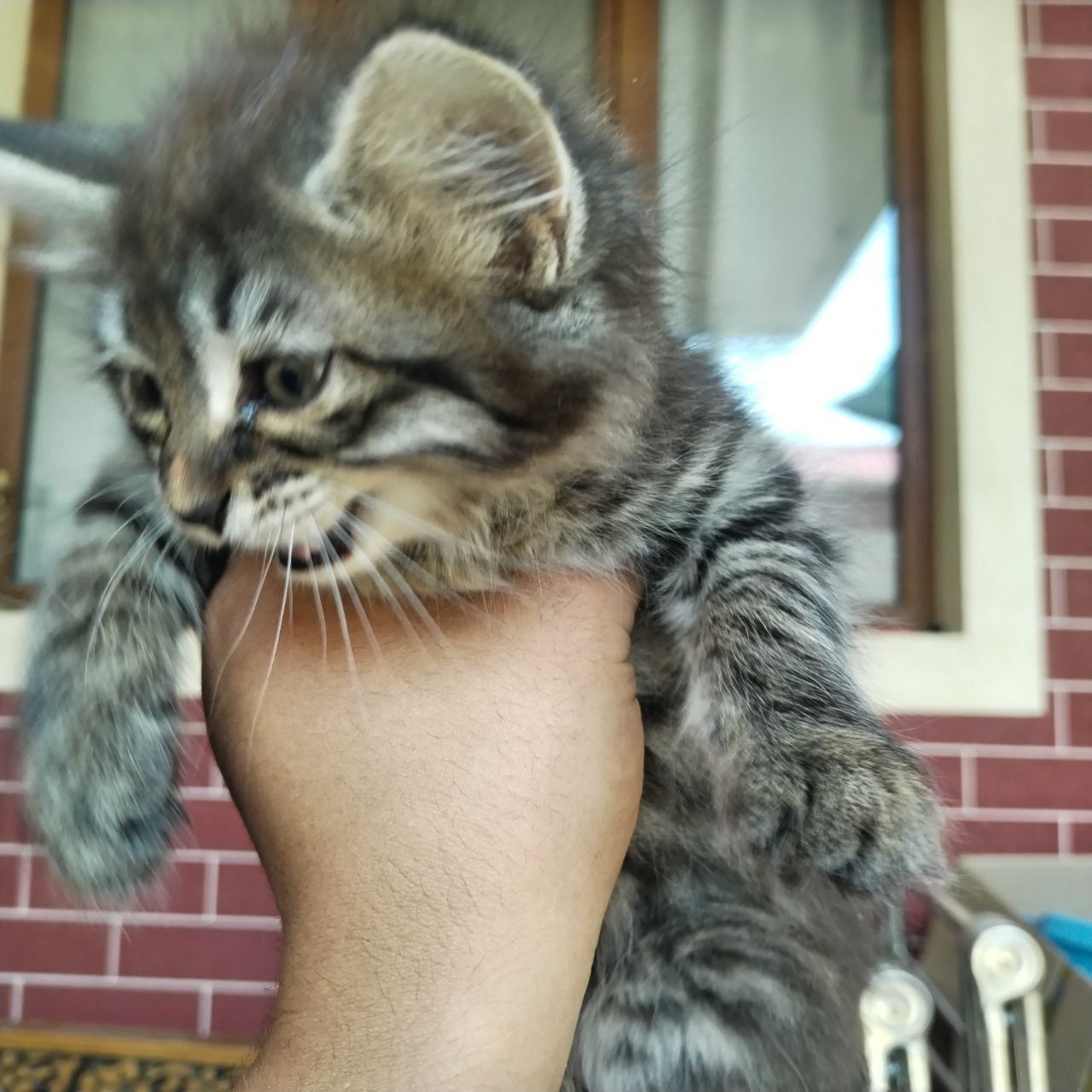 Tekinga mushuklar zotli