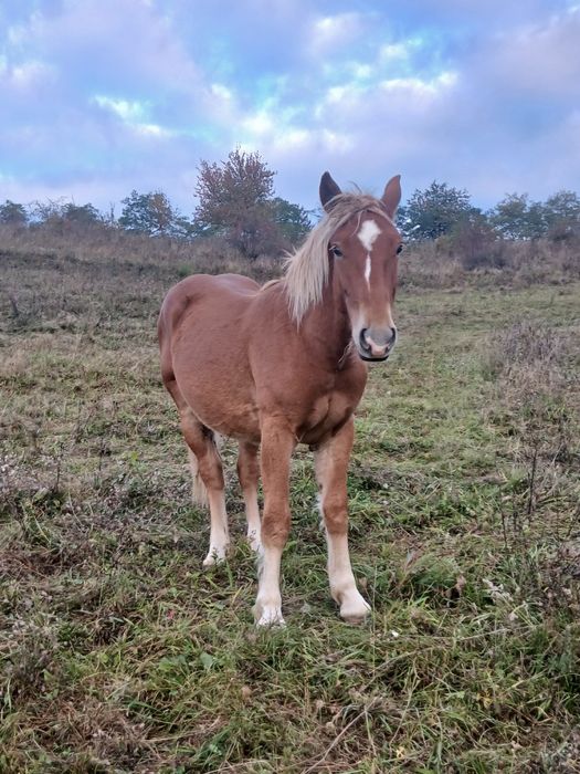 De vânzare pereche de mânji de un an jumate frați de tată
