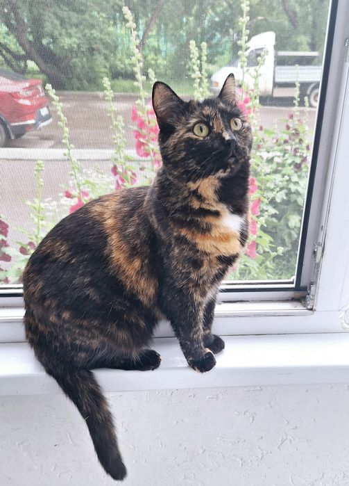 Стерелизованная кошечка Алиса