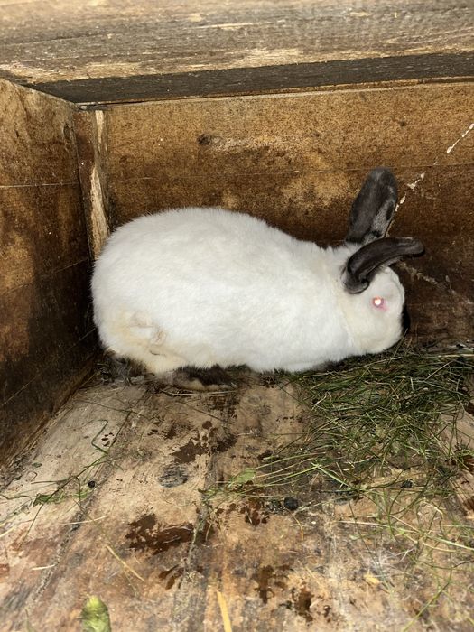 Vand iepurasi mici - mari