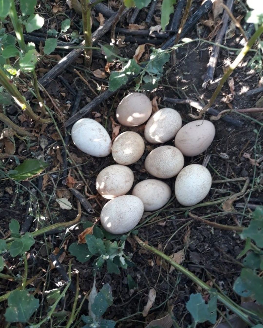 Vând oua de bibilici colorate la pretul de 6 lei pe bucată- Bucuresti
