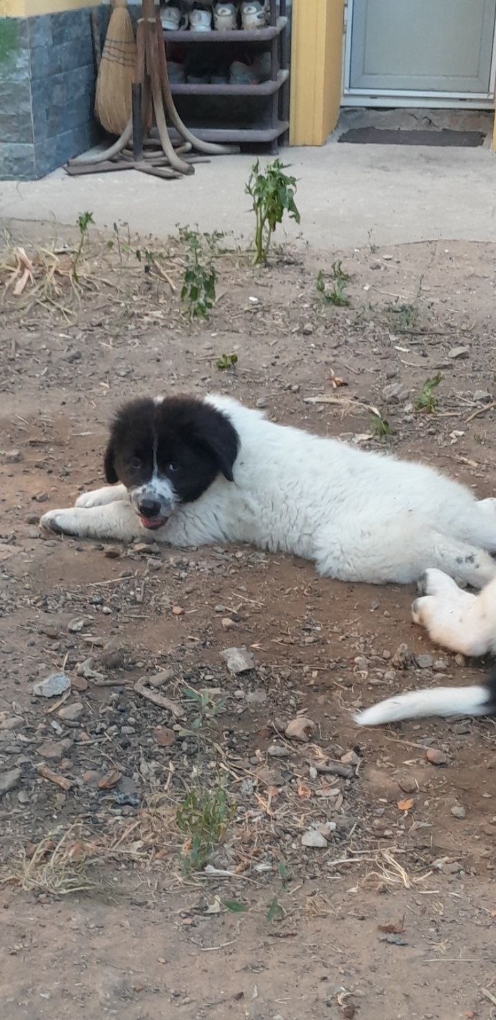 Кученца БОК на 2 месеца