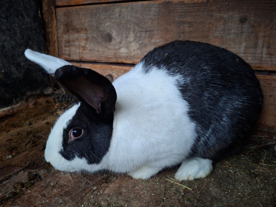 Iepuri mascul și femelă