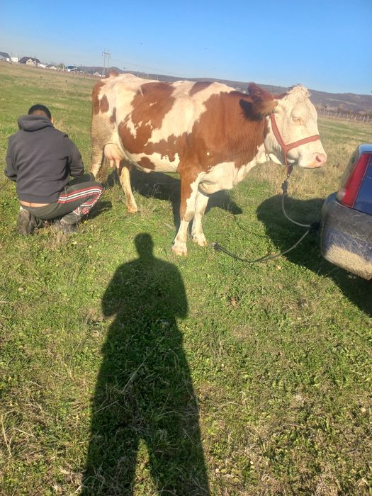 Vând vaca la a 2 fătare