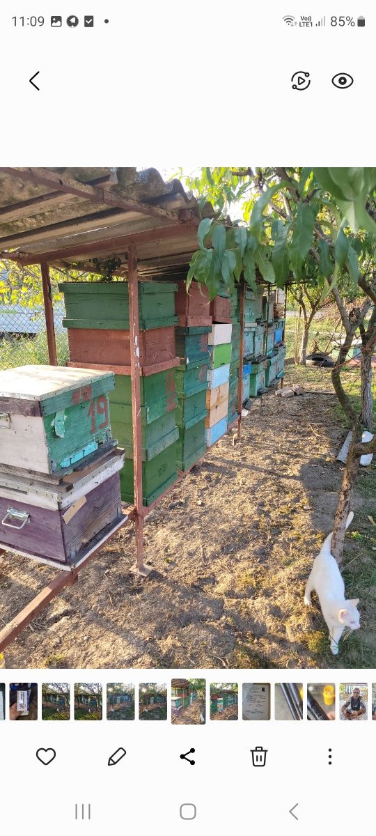 Lazi albine magazii rame de vînzare