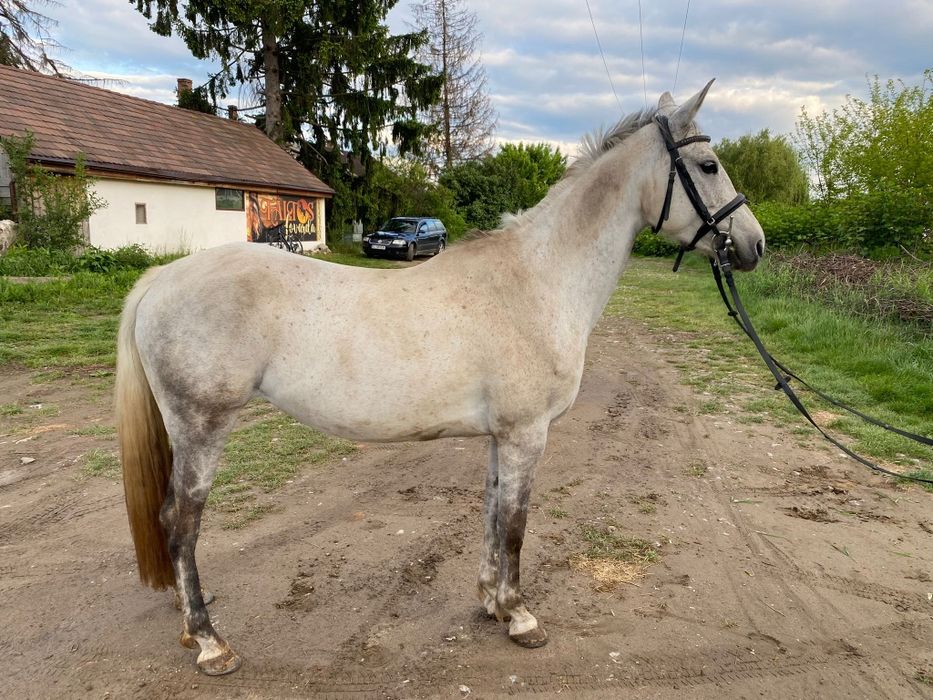 Iapă 7 ani , rasă metiș Arab