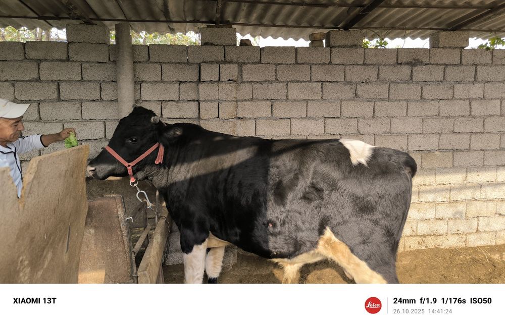 Бука сотилади Йоши 1.5