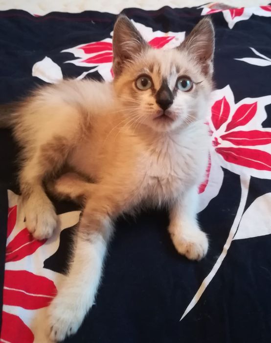 Отдам котенка в добрые надёжные руки мальчик 3 месяца,ходит на лоток