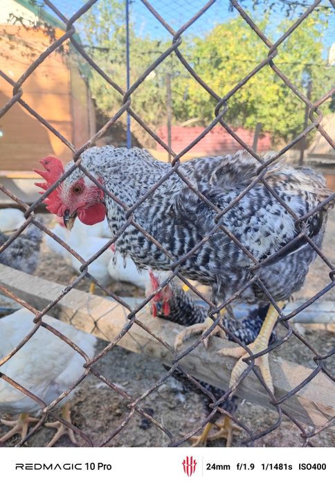 Тауык   кораз сатаман и ауыстыр амын