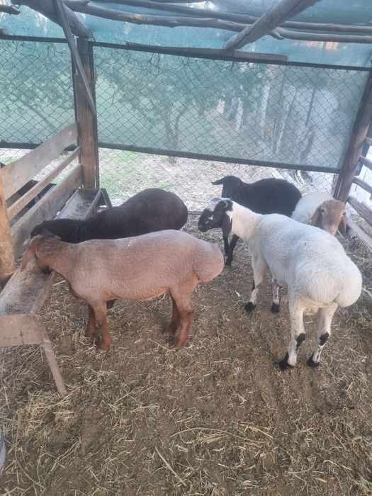 Кучкорлар сотилади.