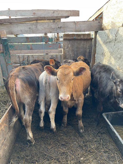 Vând  7 vitele de rasa