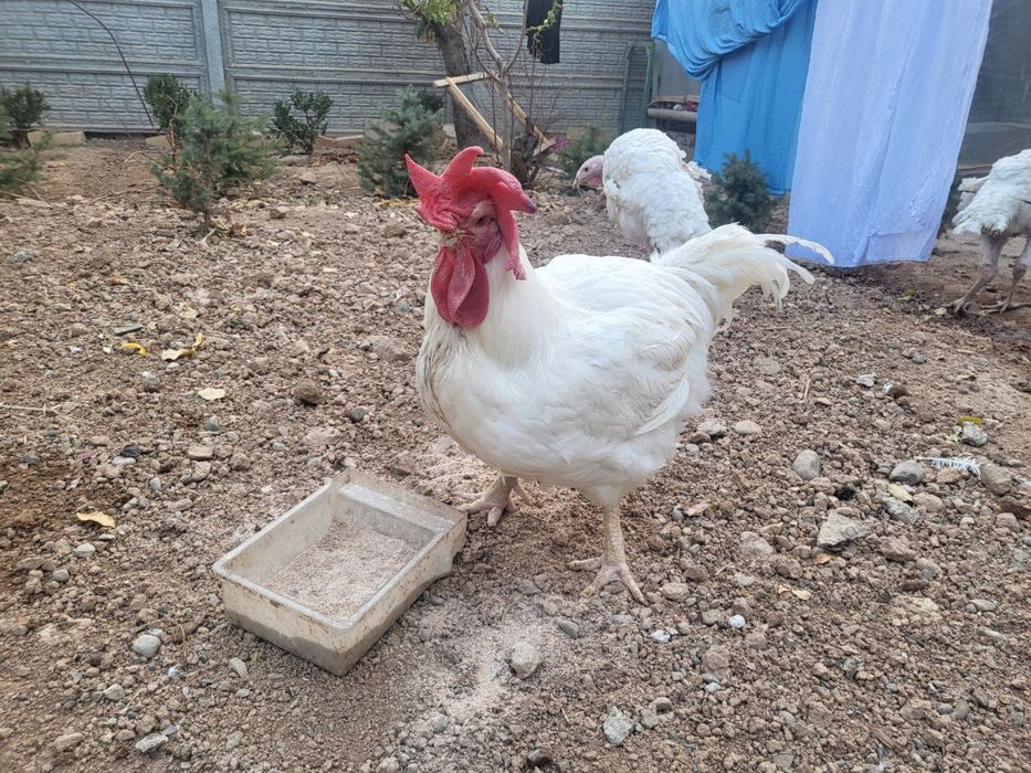 Хуроз сотилади Xo’roz sotiladi