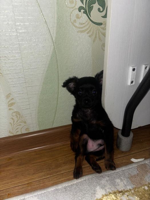 Щенок русского той терьер