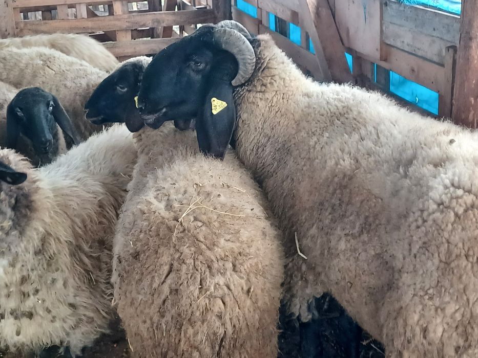 Berbec carabaș sârbesc