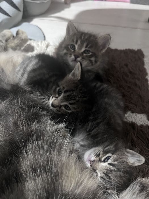 Бесплатно отдам котят, 2 мальчика и 1 девочка