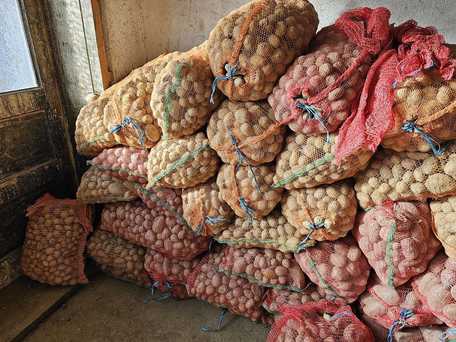 Cartofi albi soraia si alegria