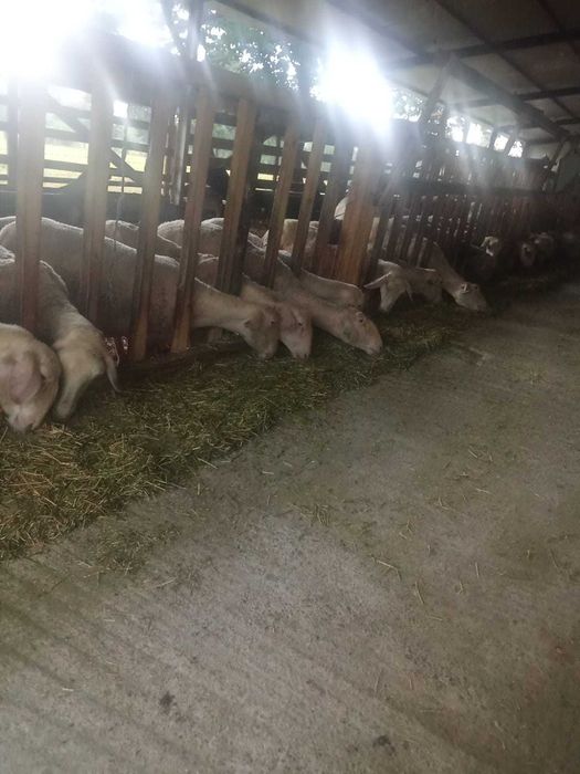 Ovine rasa lacun francez