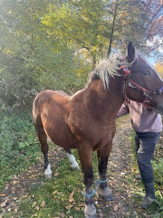 Vand manz , 1 an si 5 luni