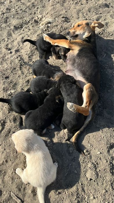 Күшіктер/щенки в добрые ркуи