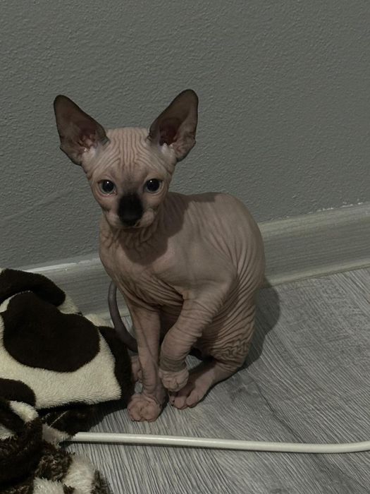 Pui Sphynx Baiat