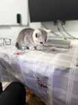Silver chinchilla n12 - orginal