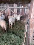 Oi Țigaie ruginie Lichidez  fermă de animale