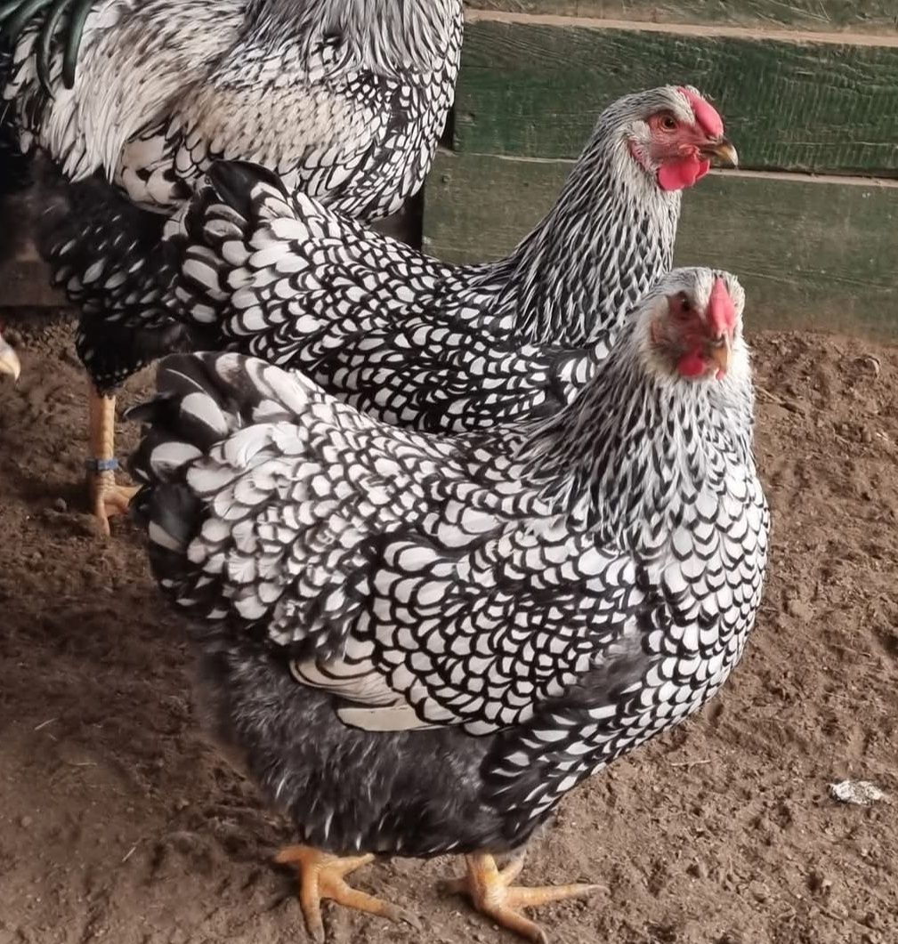 Familii gaini brahma 2024