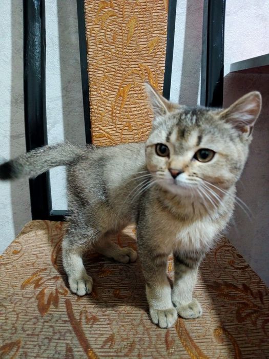 Shotlanskiy shinshila