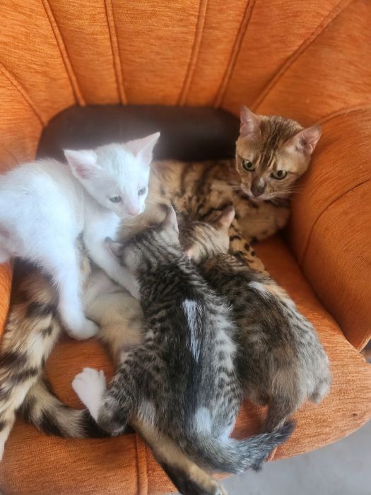 Бенгалски котки метиси