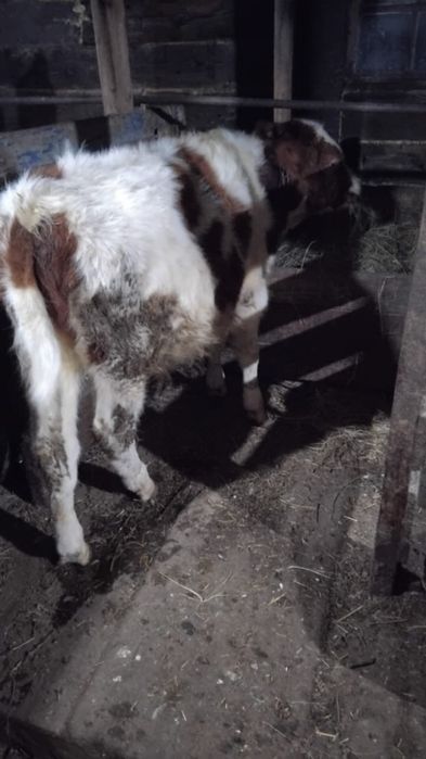 Продаются телята