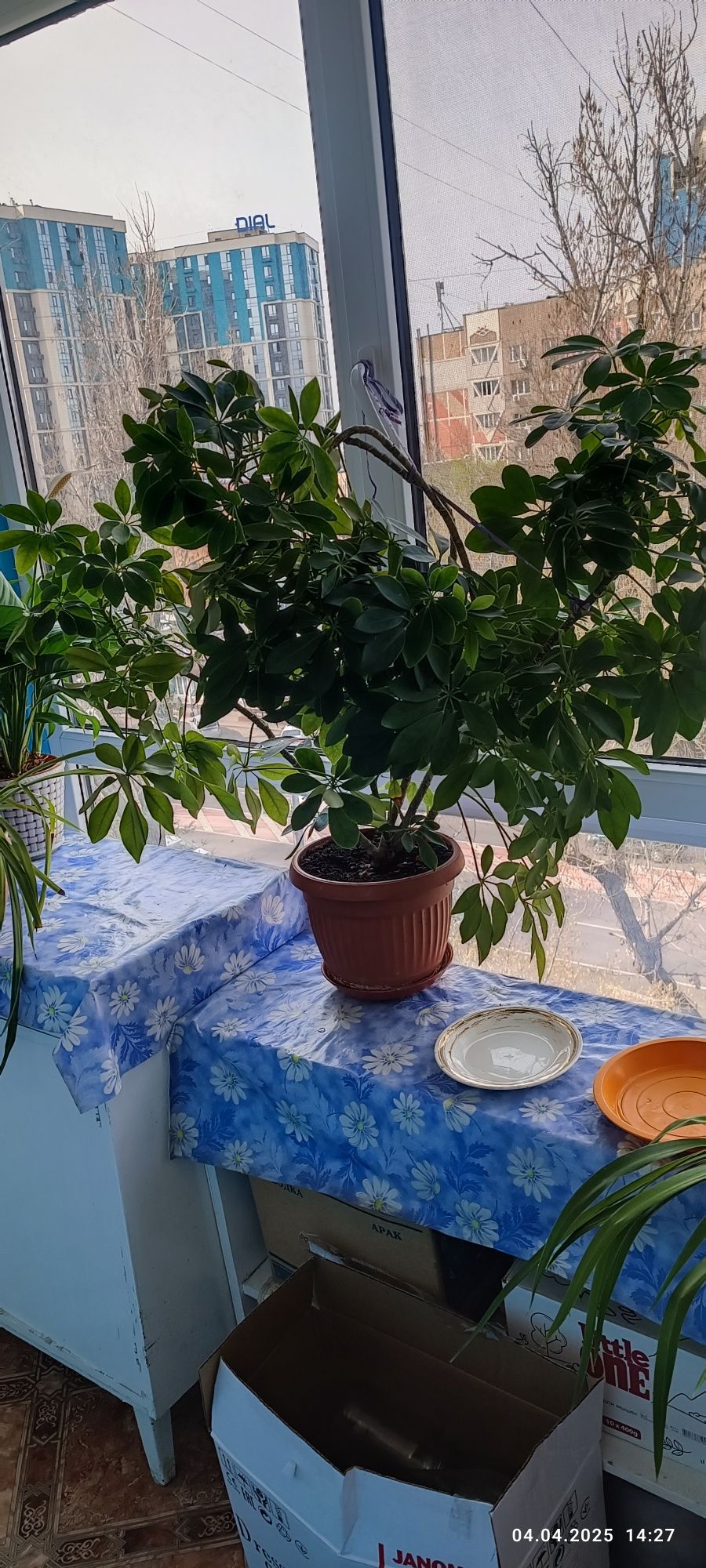 Шефлера , продам!
