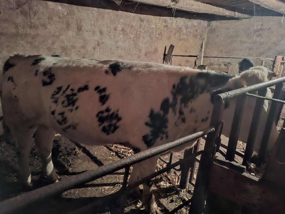 Vând vițică de 2 ani