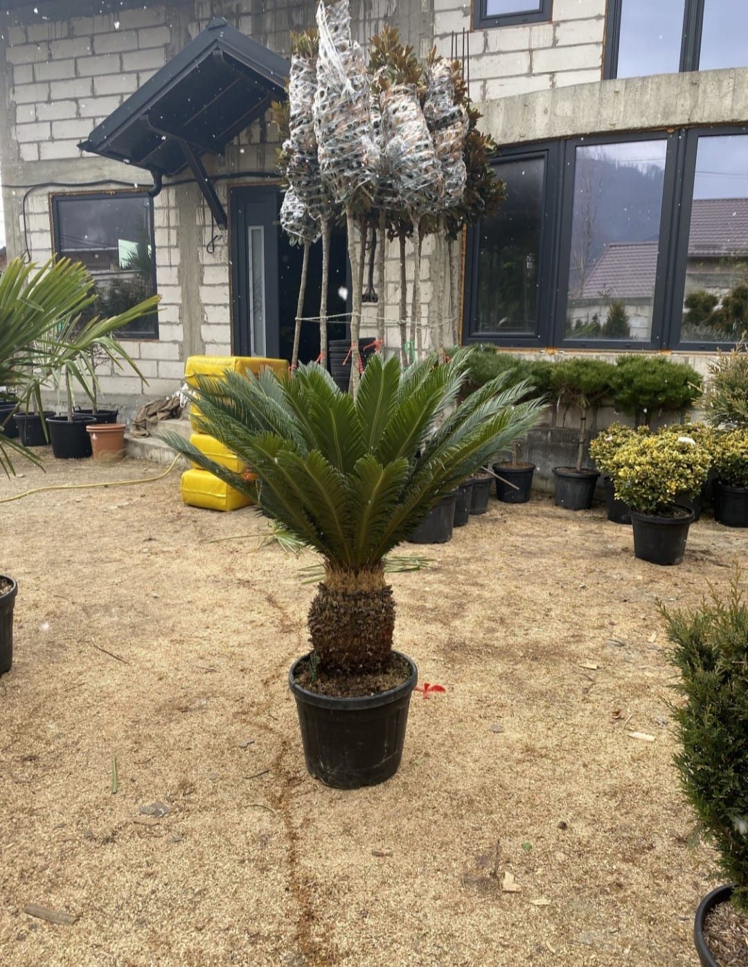 Vând palmieri cycas de calitate extra