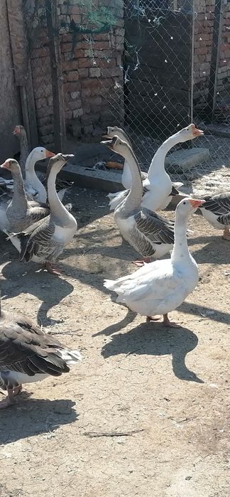 Разплодни Гъши яйца