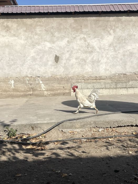 Продам петуха срочно