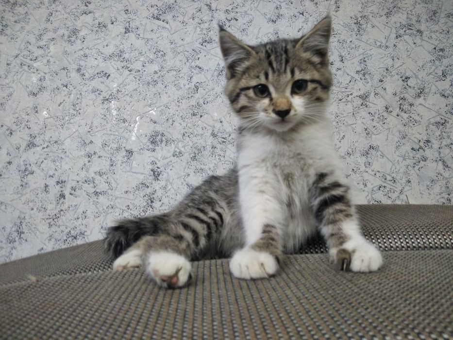 Отдам котенка в хорошие руки!