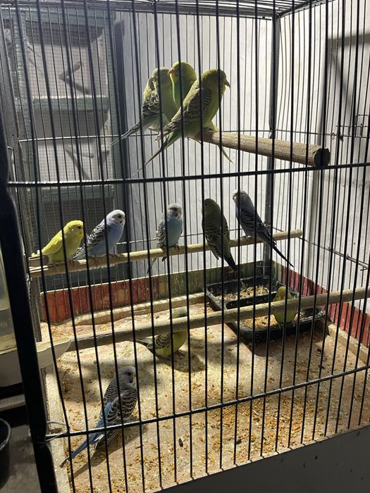 Papagali Perus / turturele de vanzare