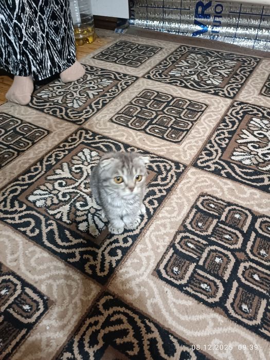 Мушук боласи пародистий