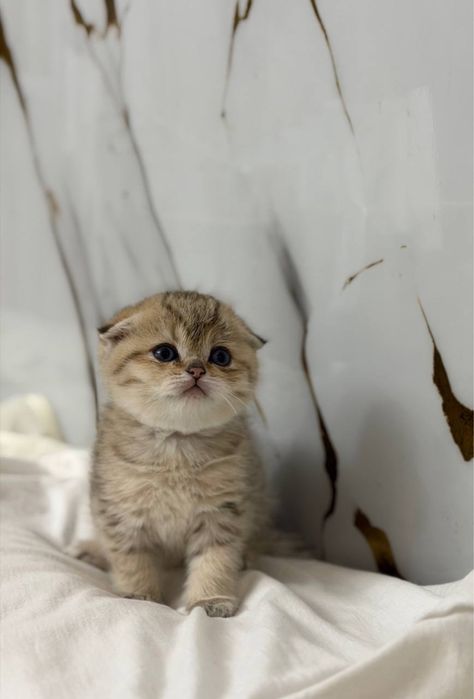 shinshilla fold 2oyli