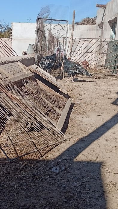 Big 6 Isroil induklar bor mramur