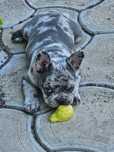 Vand pui Buldog francez
