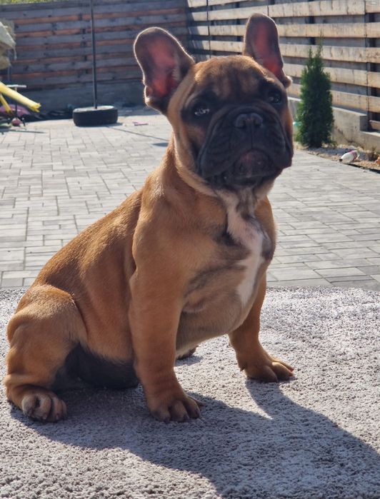 Bulldog francez mascul