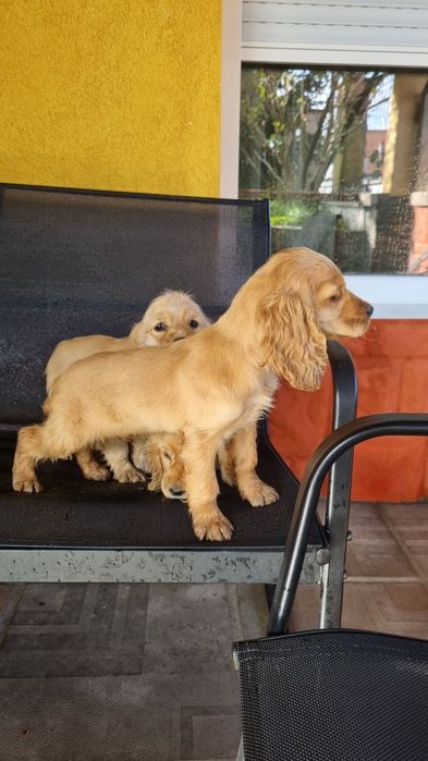 Кучета кокер шпаньол