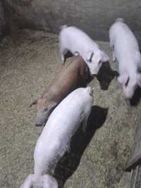 Продам поросят возраст два месяца, кабанчик кострированый и две свинки