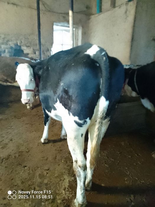 Zottor bogʻoz 6. 7 oyli